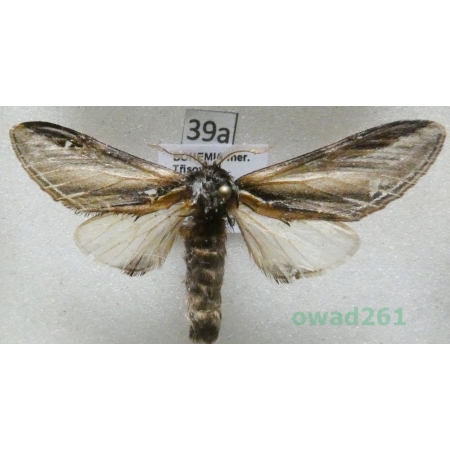 Pheosia tremula (Clerck, 1759) Czech39a